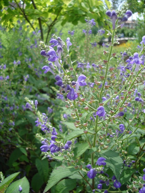 Picture of Scutellaria incana  Hoary Skullcap