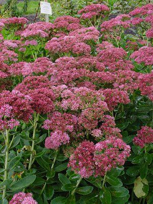 Picture of Sedum x 'Autumn Fire' Autumn Fire Stonecrop