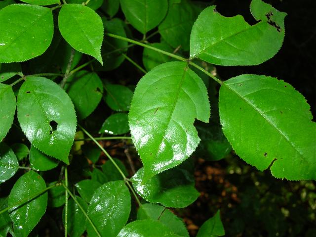 Picture of Staphylea trifolia  American Bladdernut