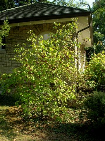 Picture of Staphylea trifolia  American Bladdernut