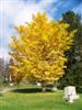 Photo of Genus=Ginkgo&Species=biloba&Common=Autumn Gold Maidenhair Tree&Cultivar='Autumn Gold'