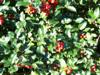 Photo of Genus=Ilex&Species=x meserveae&Common=Blue Princess Holly&Cultivar='Blue Princess'