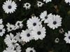 Photo of Genus=Osteopermum&Species=&Common=African Daisy&Cultivar=