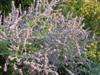 Photo of Genus=Perovskia&Species=atriplicifolia&Common=Russian Sage&Cultivar=