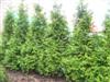 Photo of Genus=Thuja&Species=plicata&Common=Spring Grove Western red-cedar&Cultivar='Grovpli' Spring Grove�