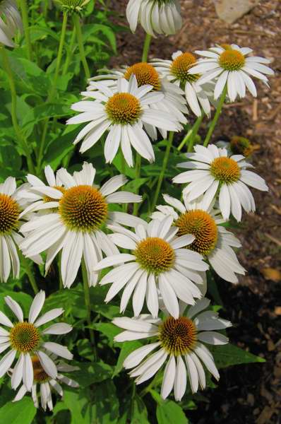 Photo of Genus=Echinacea&Species=purpurea&Common=White Swan Coneflower&Cultivar='White Swan'