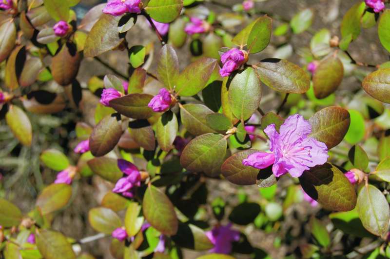 Photo of Genus=Rhododendron&Species='PJM'&Common=PJM Hybrid Rhododendron&Cultivar=
