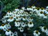 Photo of Genus=Echinacea&Species=purpurea&Common=White Swan Coneflower&Cultivar='White Swan'