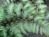 Photo of Genus=Athyrium&Species=nipponicum&Common=Japanese Painted Fern&Cultivar='Pictum'