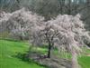 Photo of Genus=Prunus&Species=subhirtella var. pendula&Common=Weeping Cherry&Cultivar=