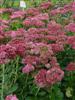 Photo of Genus=Sedum&Species=x&Common=Autumn Fire Stonecrop&Cultivar='Autumn Fire'
