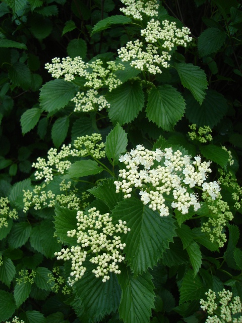 Picture of Viburnum dentatum  Arrowwood Viburnum