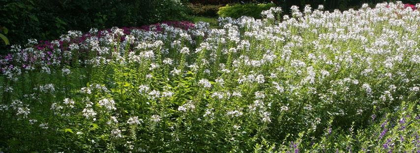 Picture of Cleome  Senorita Blanca� 
