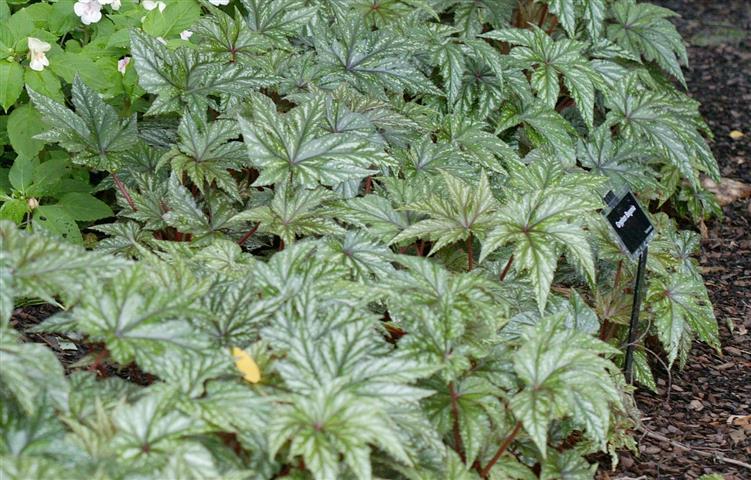 Picture of Begonia  Gryphon 