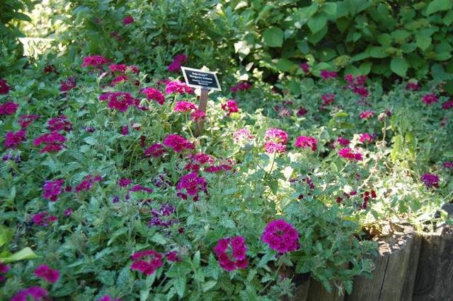 Picture of Verbena hybrid Superbena� Burgundy Superbena 'Burgundy'