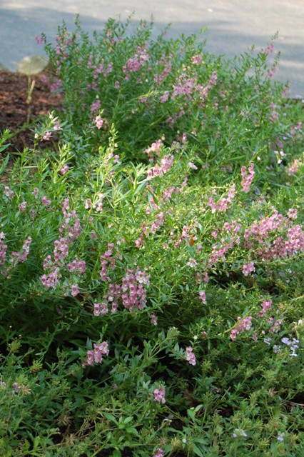 Picture of Angelonia angustifolia AngelMist� Rose Dark Improved 