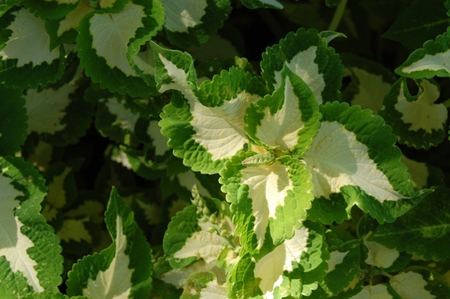 Picture of Angelonia angustifolia Serena� Lavender Pink 