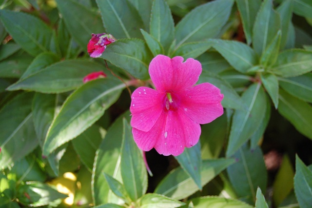 Picture of Impatiens walleriana 'Fanfare� Bright Coral Trailing' Fanfare� Bright Coral Trailing Impatiens