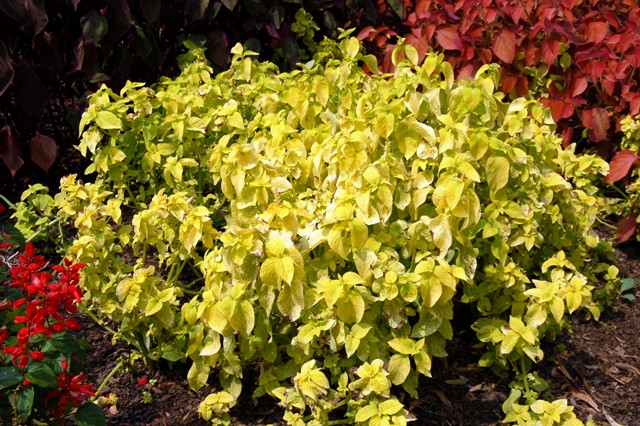 Picture of Solenostemon scutellarioides Wizard� Golden Wizard 'Golden'