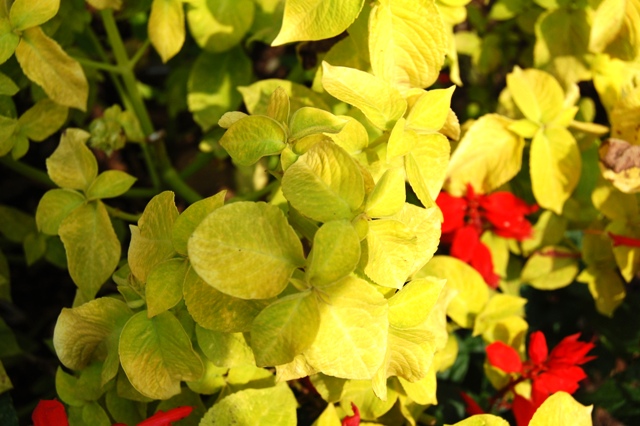 Picture of Solenostemon scutellarioides Wizard� Golden Wizard 'Golden'