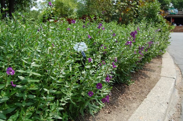 Picture of Angelonia angustifolia Angelface� Blue 
