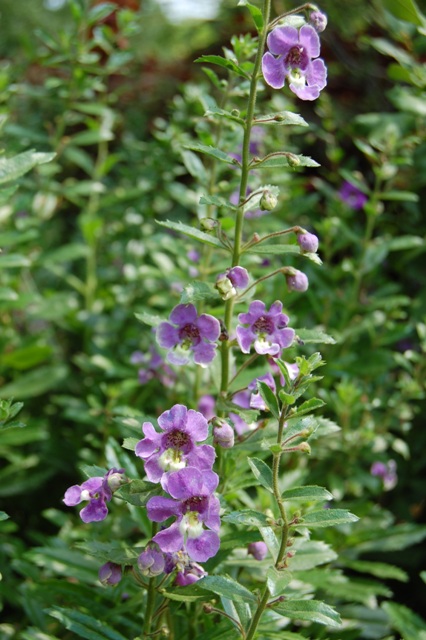 Picture of Angelonia angustifolia Angelface� Blue 