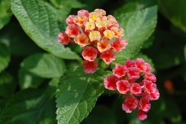 Picture of Lantana camara Lucky Peach Lucky Peach