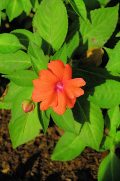 Picture of Impatiens walleriana 'Fanfare� Orange Trailing' Fanfare� Orange Trailing