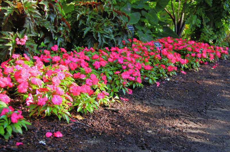 Picture of Impatiens balsamina Celebrette Cherry New Guinea Impatiens