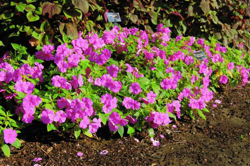 Picture of Impatiens hawkeri 'Fanfare Orchid Improved' 'Fanfare Orchid Improved'