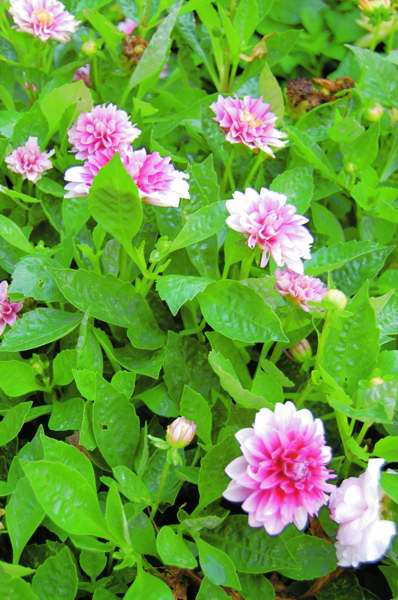 Picture of Dahlia hybrid Dalina Colima Dahlia