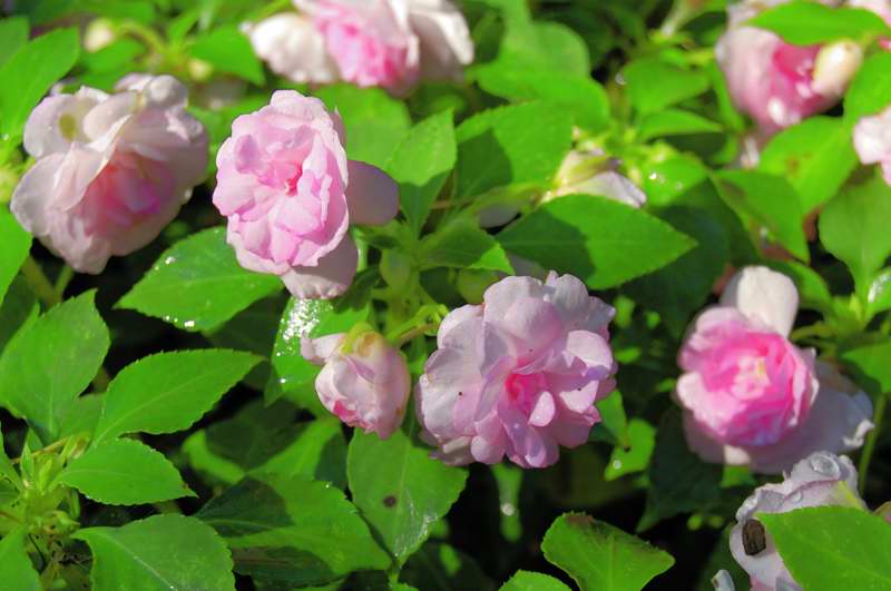 Picture of Impatiens walleriana 'Fiesta Appleblossom' 'Fiesta Appleblossom'