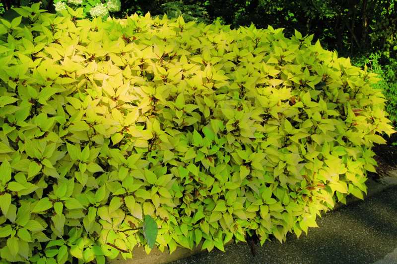 Picture of Solenostemon scutellarioides 'Pineapple' Coleus