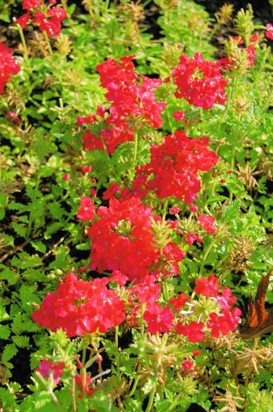 Picture of Verbena hybrid Tukana� Scarlet Star