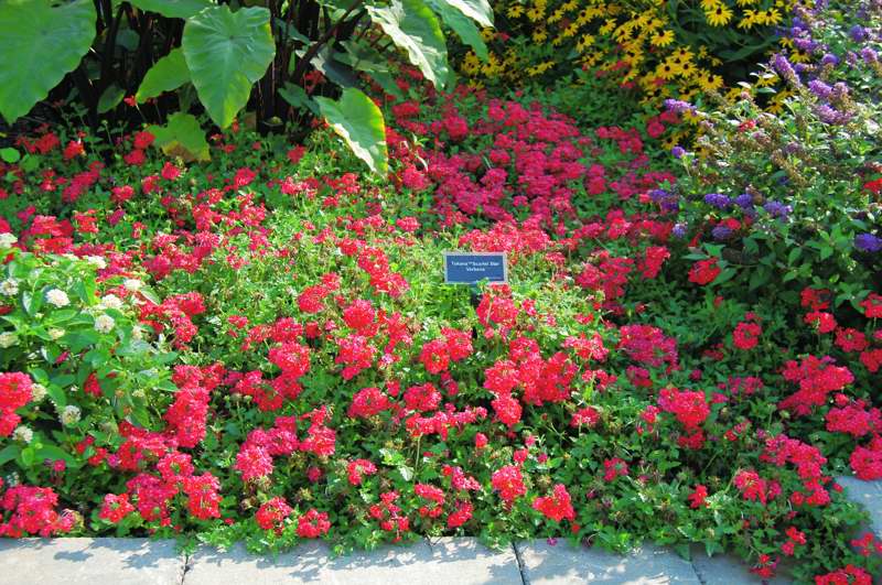 Picture of Verbena hybrid Tukana� Scarlet Star