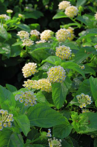 Picture of Lantana camara Lucky Lemon Cream 