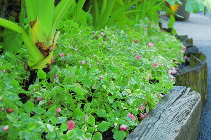 Picture of Impatiens walleriana Fiesta Pink Frost Fiesta Pink Frost