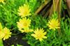 Photo of Genus=Osteospermum&Species=hybrid&Common=African Daisy&Cultivar=Voltage